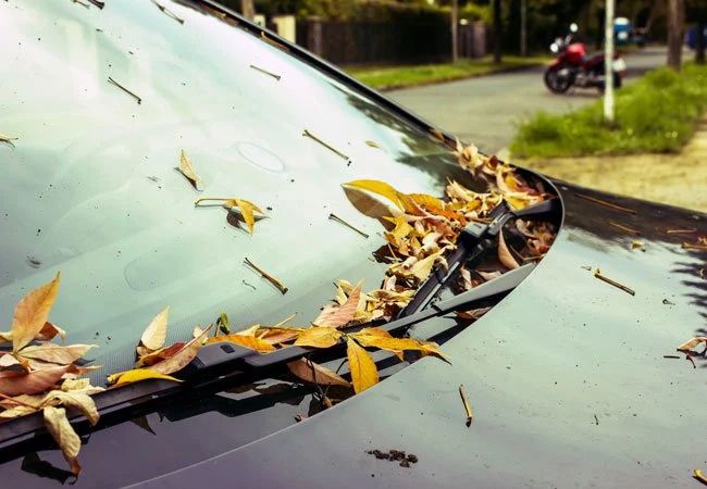 Autumn leaves covering a parked car windshield and hood